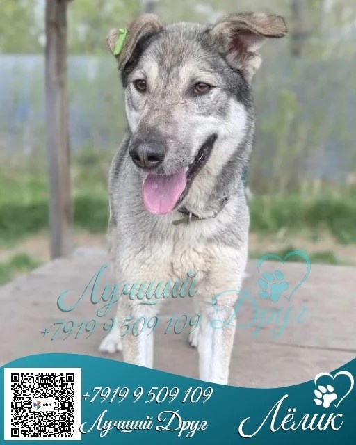 Питомец Лёлик