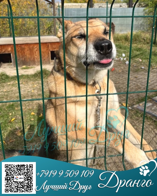Питомец Дранго