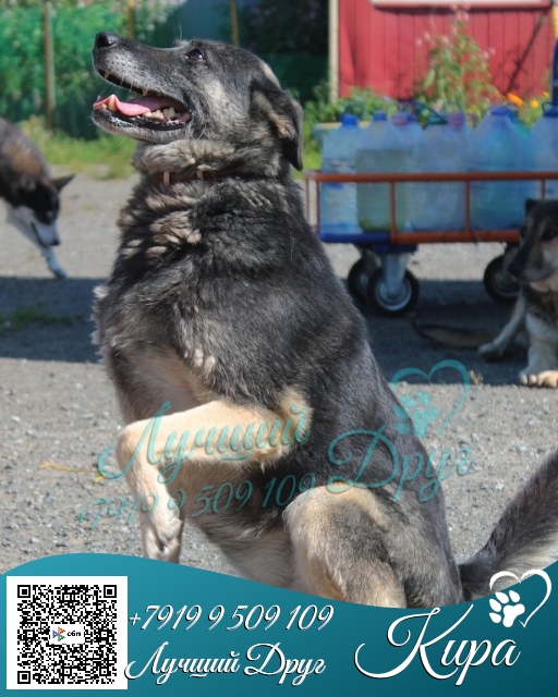 Питомец Кира